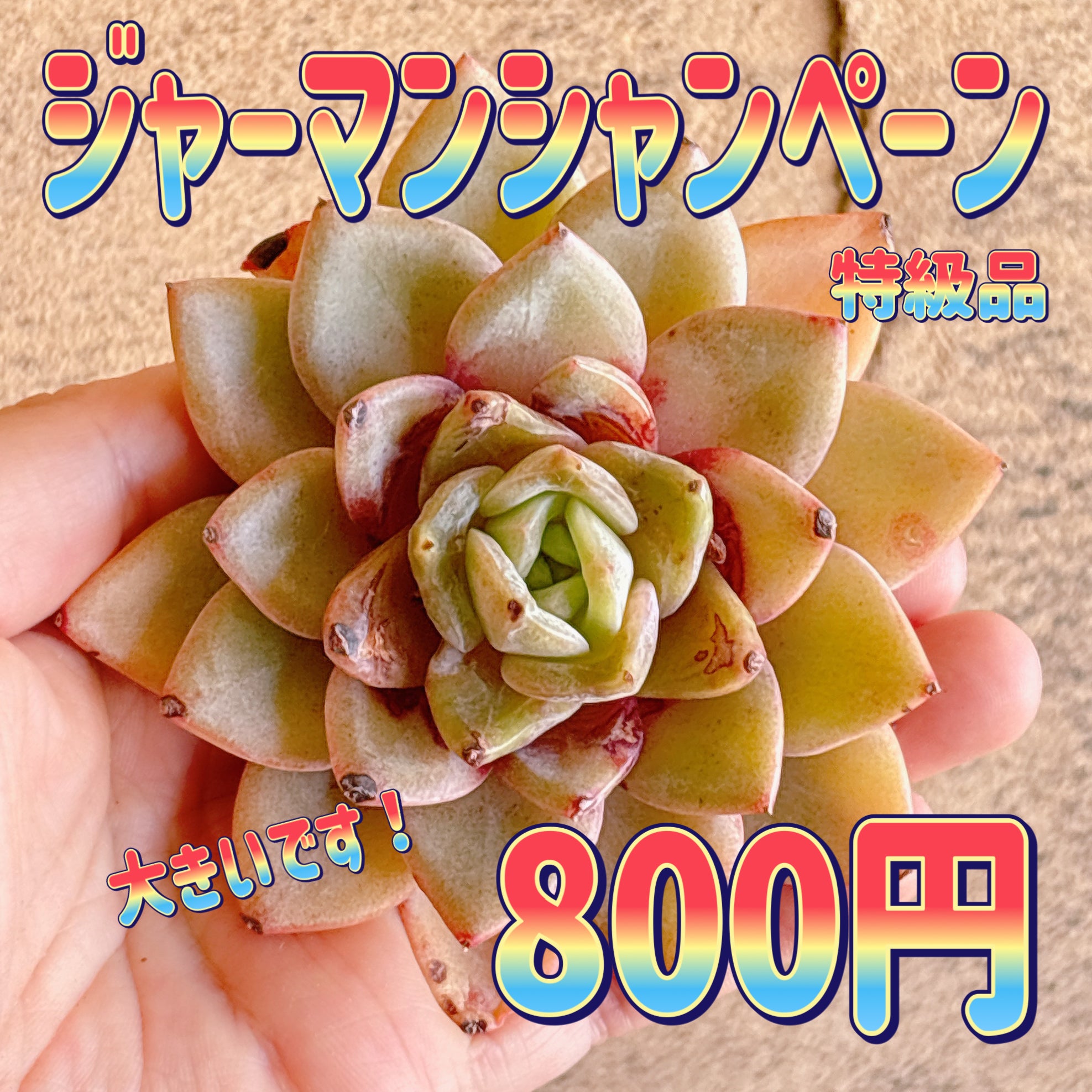 多肉植物の販売・通販サイト | Bull Succulent(ブルサキュレント)
