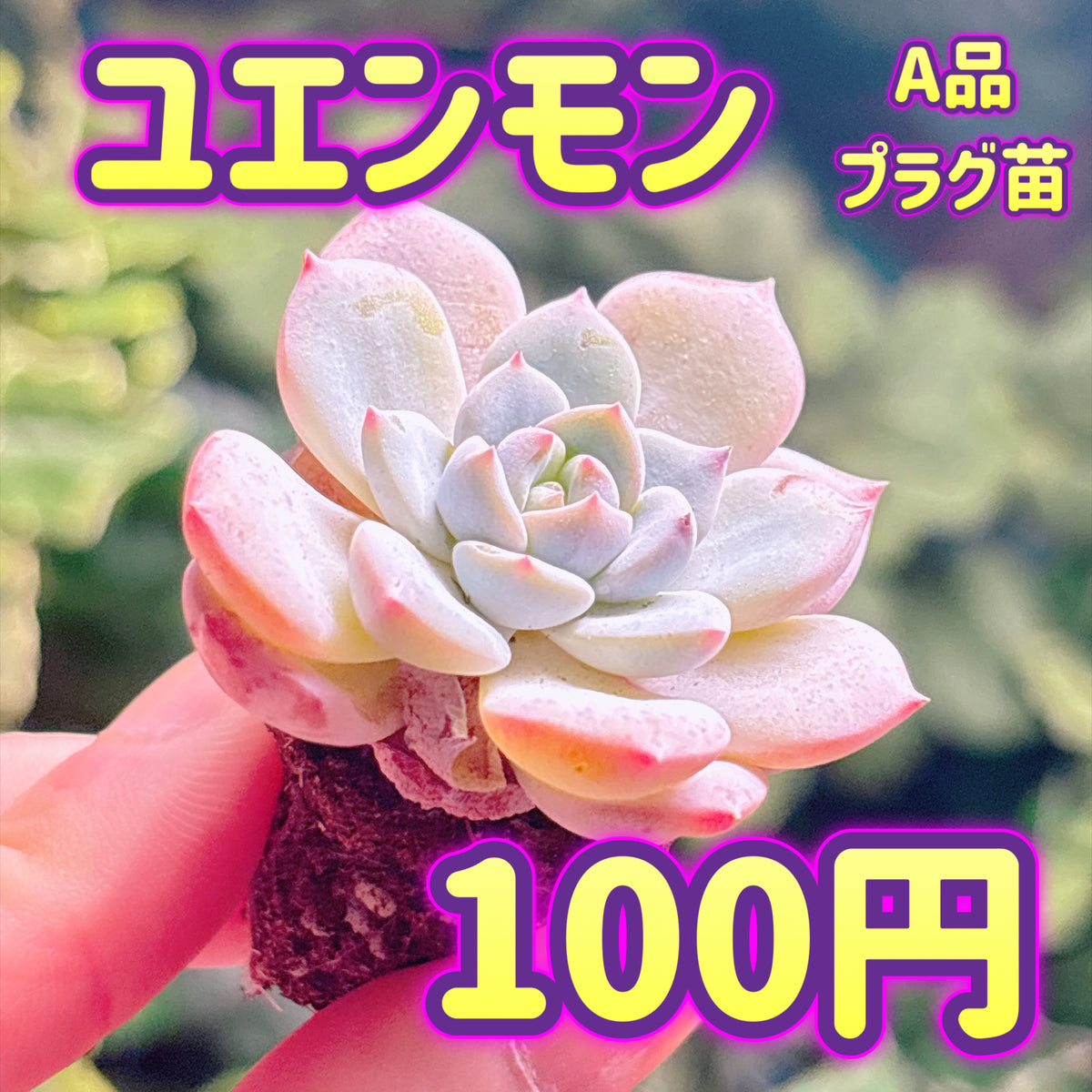ユエンモン　A品　プラグ苗