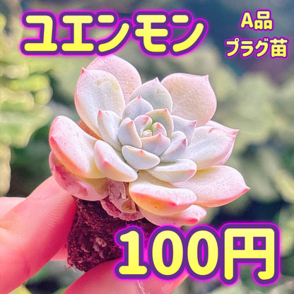 ユエンモン　A品　プラグ苗