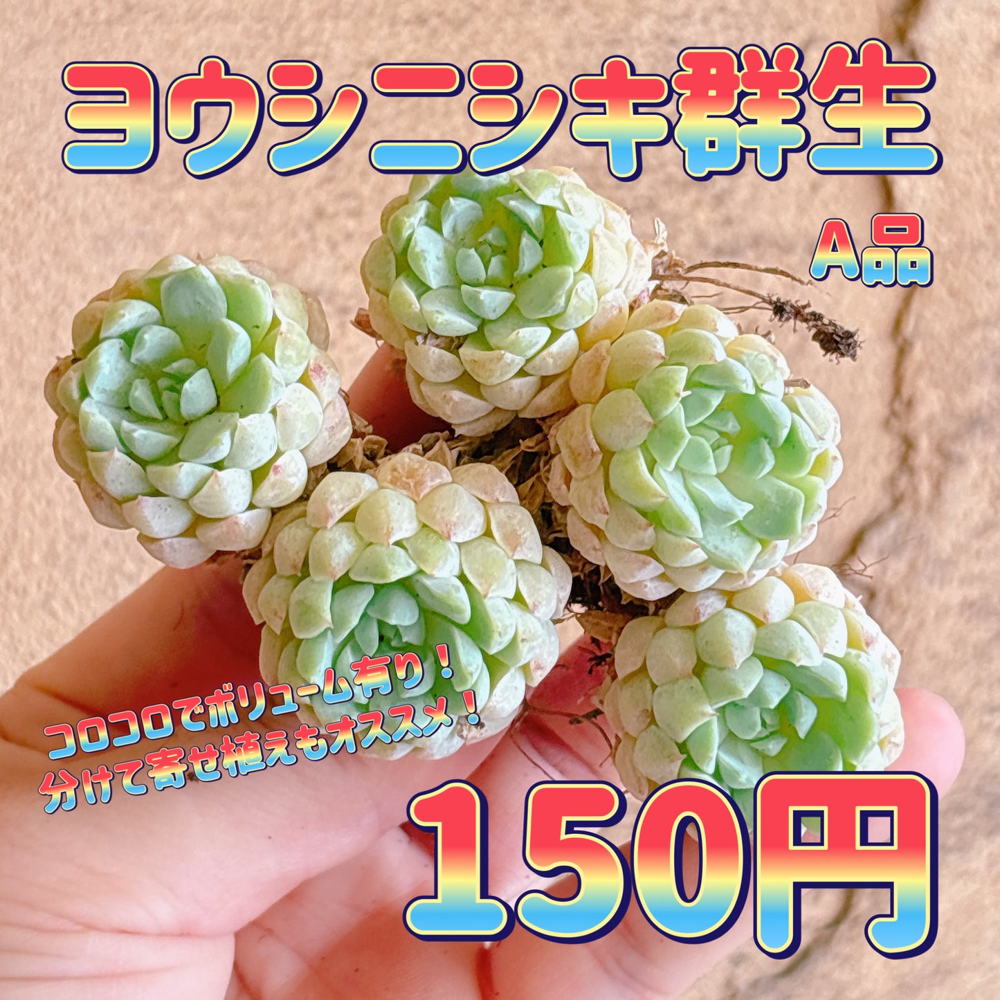 ヨウシニシキ群生　A品　カット苗