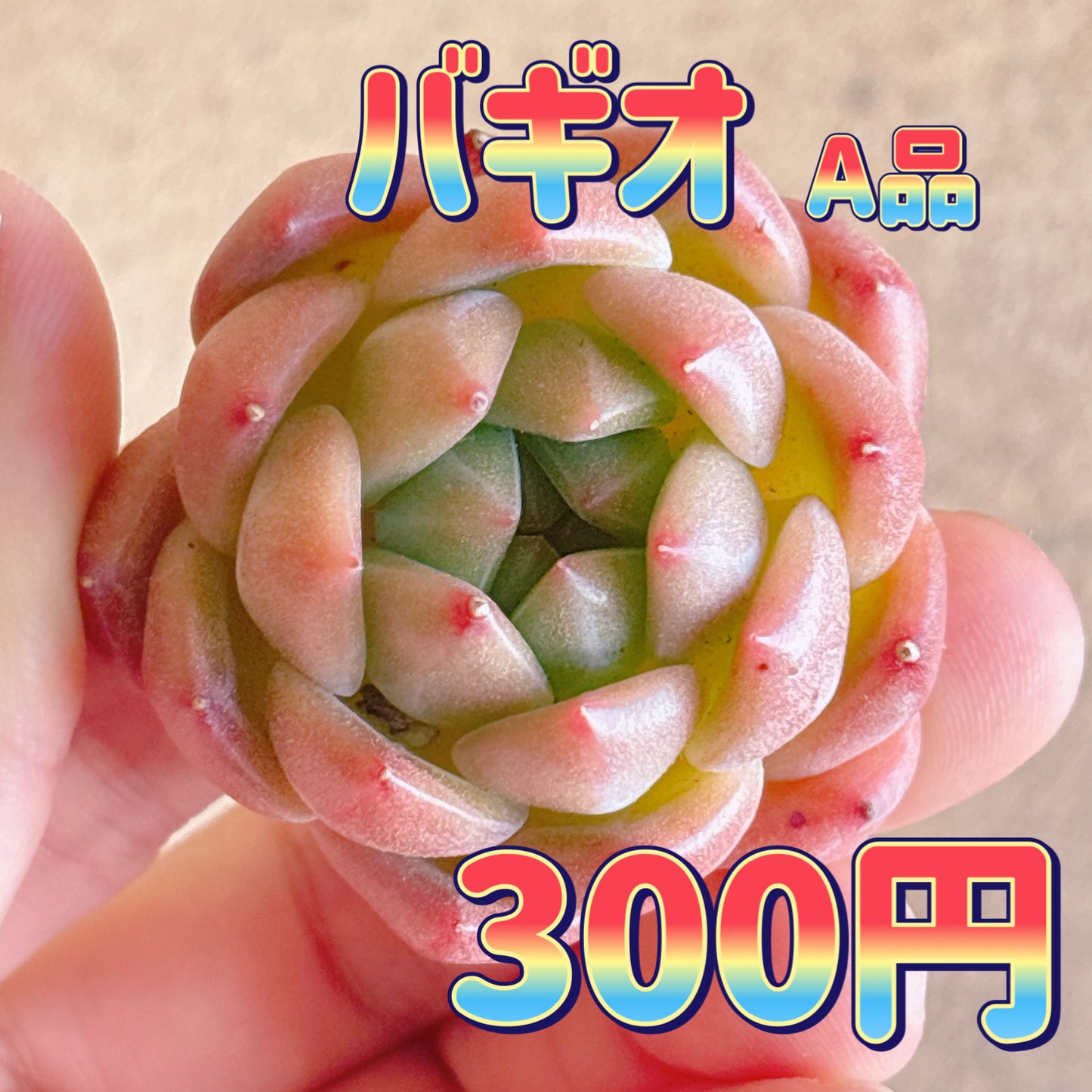 バギオ　A品　カット苗