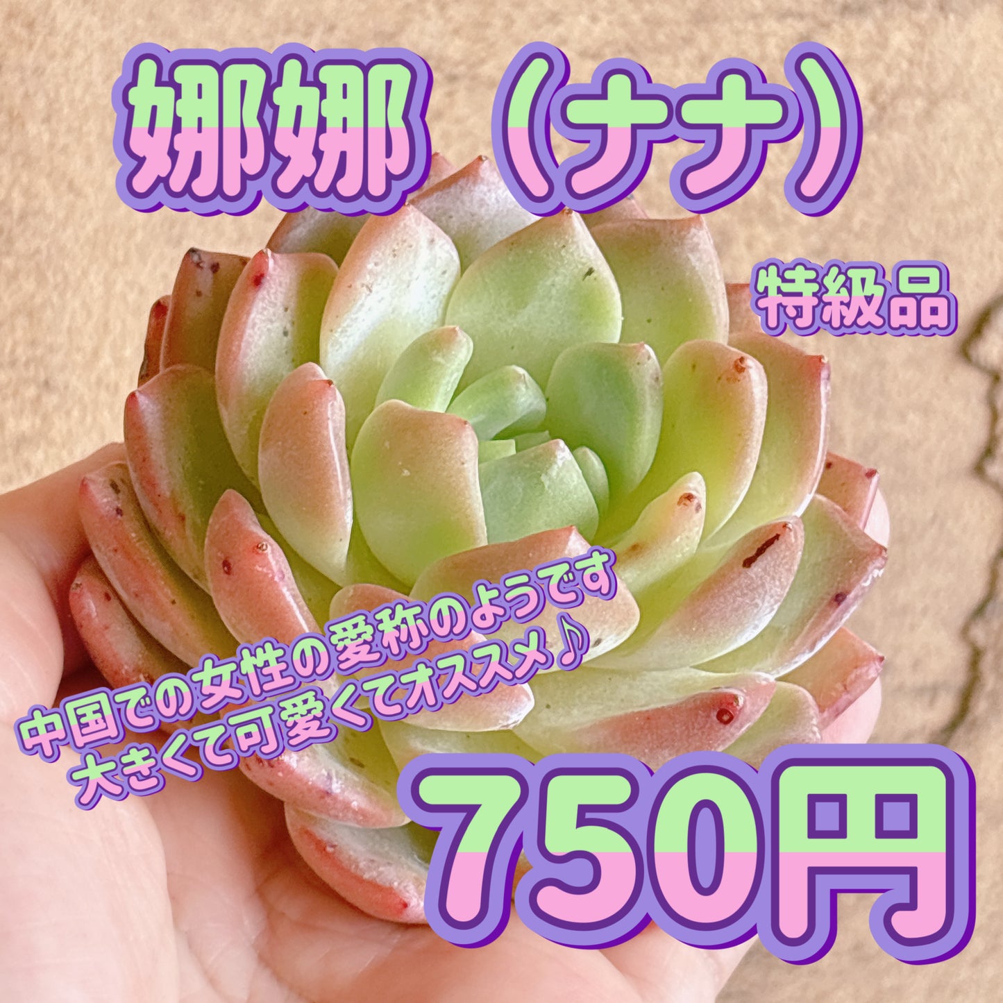 娜娜（ナナ）　特級品　カット苗