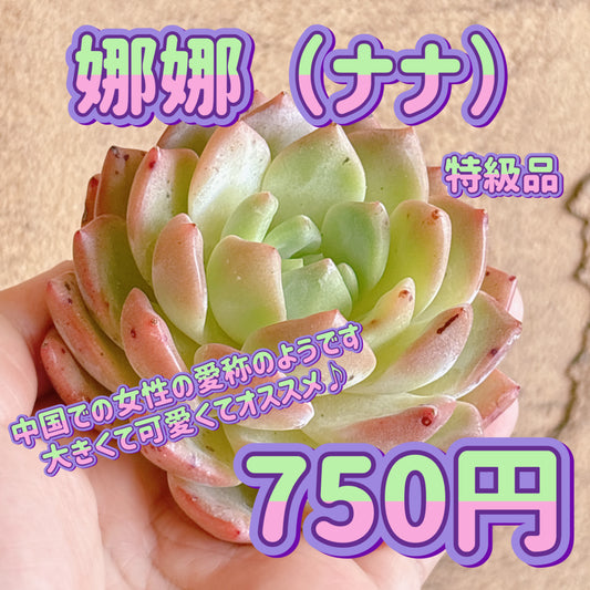 娜娜（ナナ）　特級品　カット苗