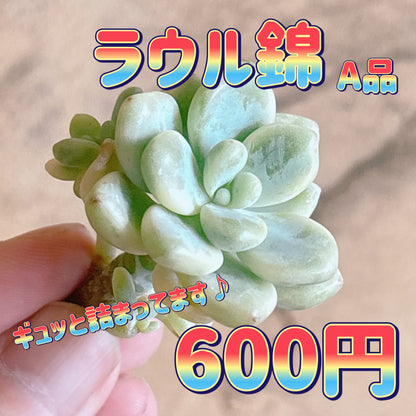 ラウル錦　A品　カット苗
