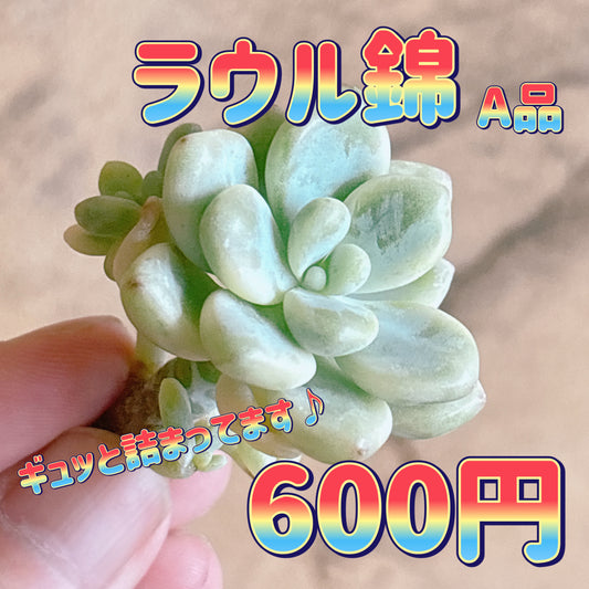 ラウル錦　A品　カット苗