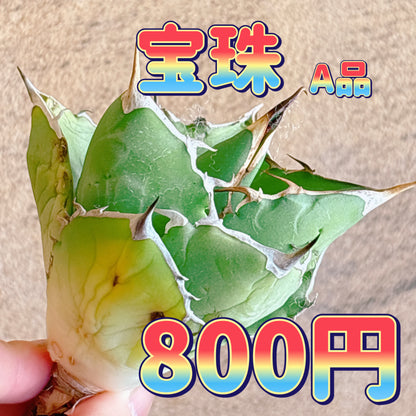 宝珠　A品　カット苗