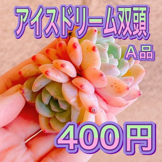 アイスドリーム双頭　A品　カット苗