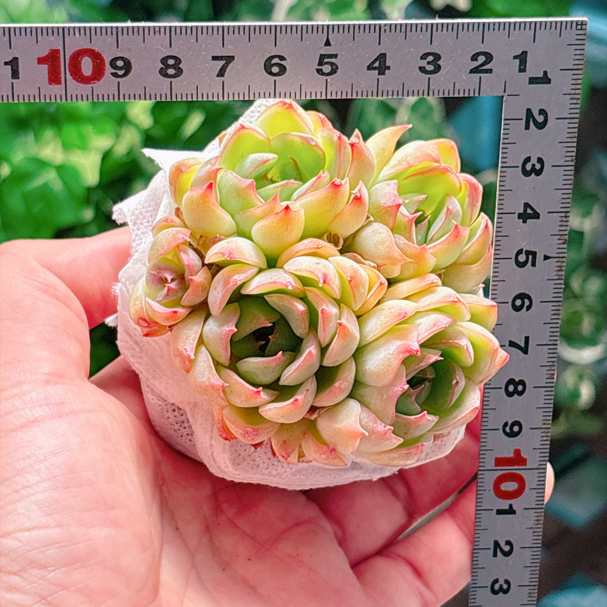 ピッキングロータス　特級品　根付き苗