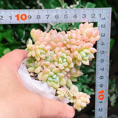 センボンザカーラー　A品　根付き苗