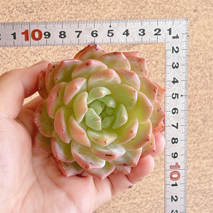 娜娜（ナナ）　特級品　カット苗