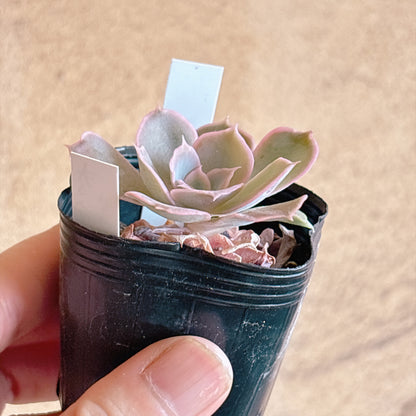 ホワイトシーウェーブ　【2-36】