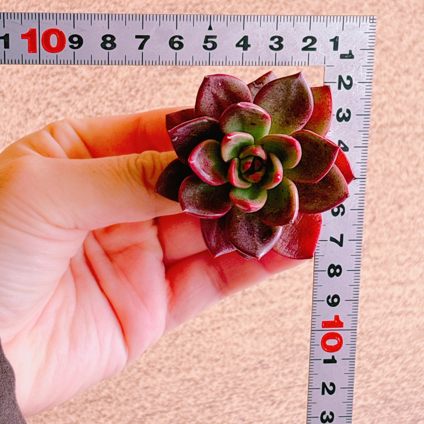 シャープト　A品　カット苗