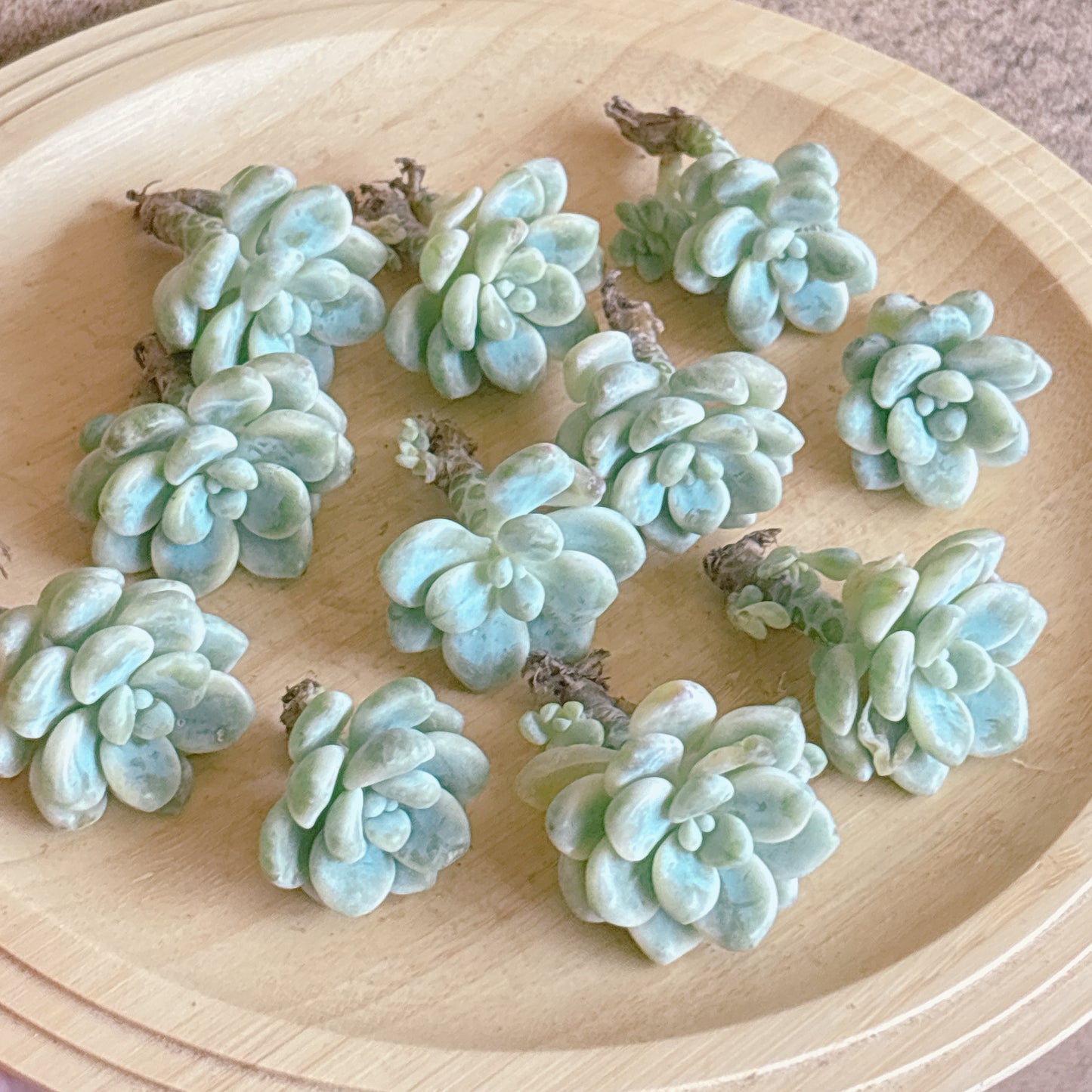 ラウル錦　A品　カット苗