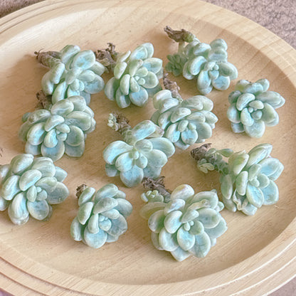 ラウル錦　A品　カット苗