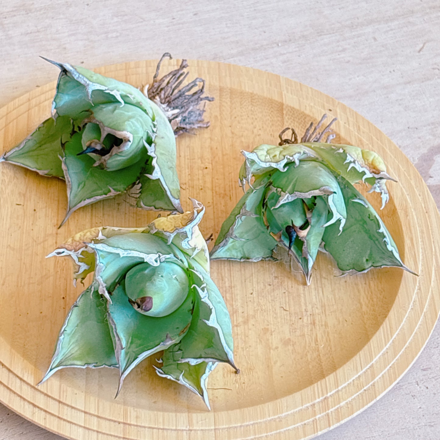 龍牙　A品　カット苗