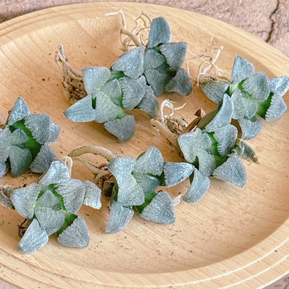 天空の境　A品　カット苗