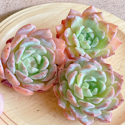 娜娜（ナナ）　特級品　カット苗