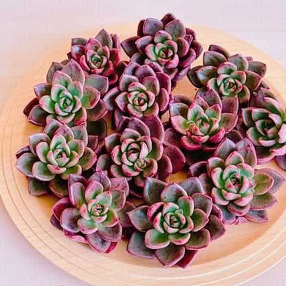 シャープト　A品　カット苗