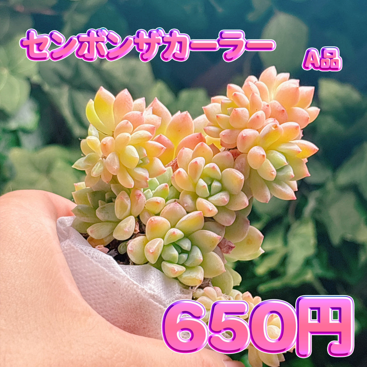 センボンザカーラー　A品　根付き苗