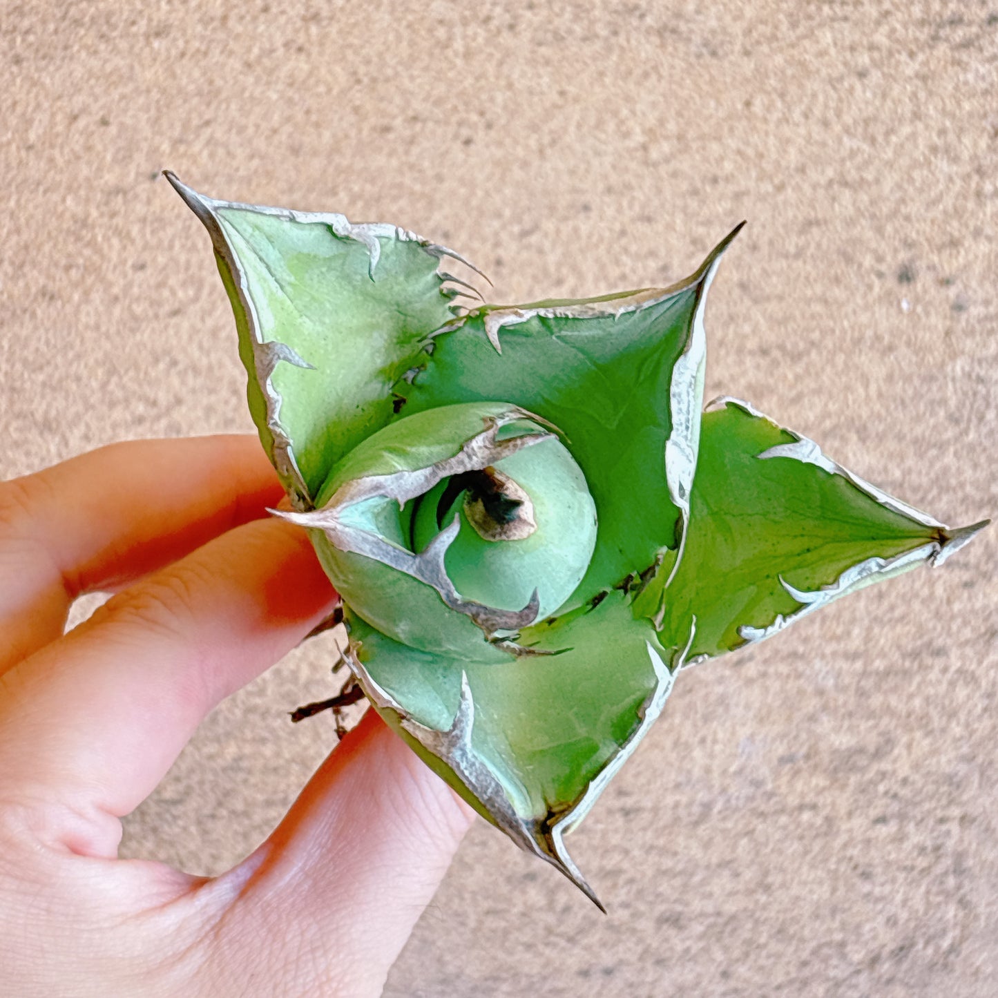 龍牙　A品　カット苗
