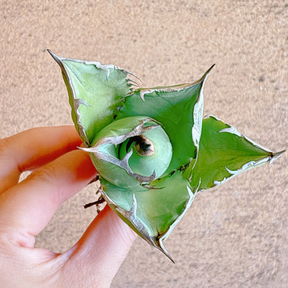 龍牙　A品　カット苗