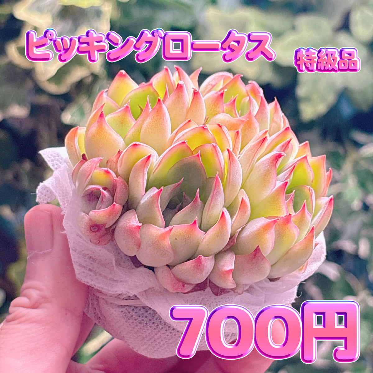 ピッキングロータス　特級品　根付き苗