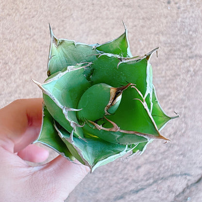 宝珠　A品　カット苗