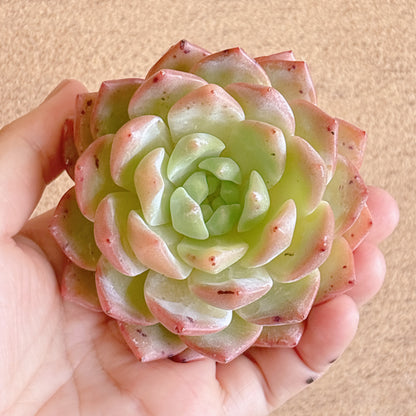 娜娜（ナナ）　特級品　カット苗