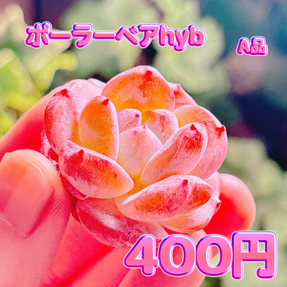 ポーラーベアhyb　A品　プラグ苗