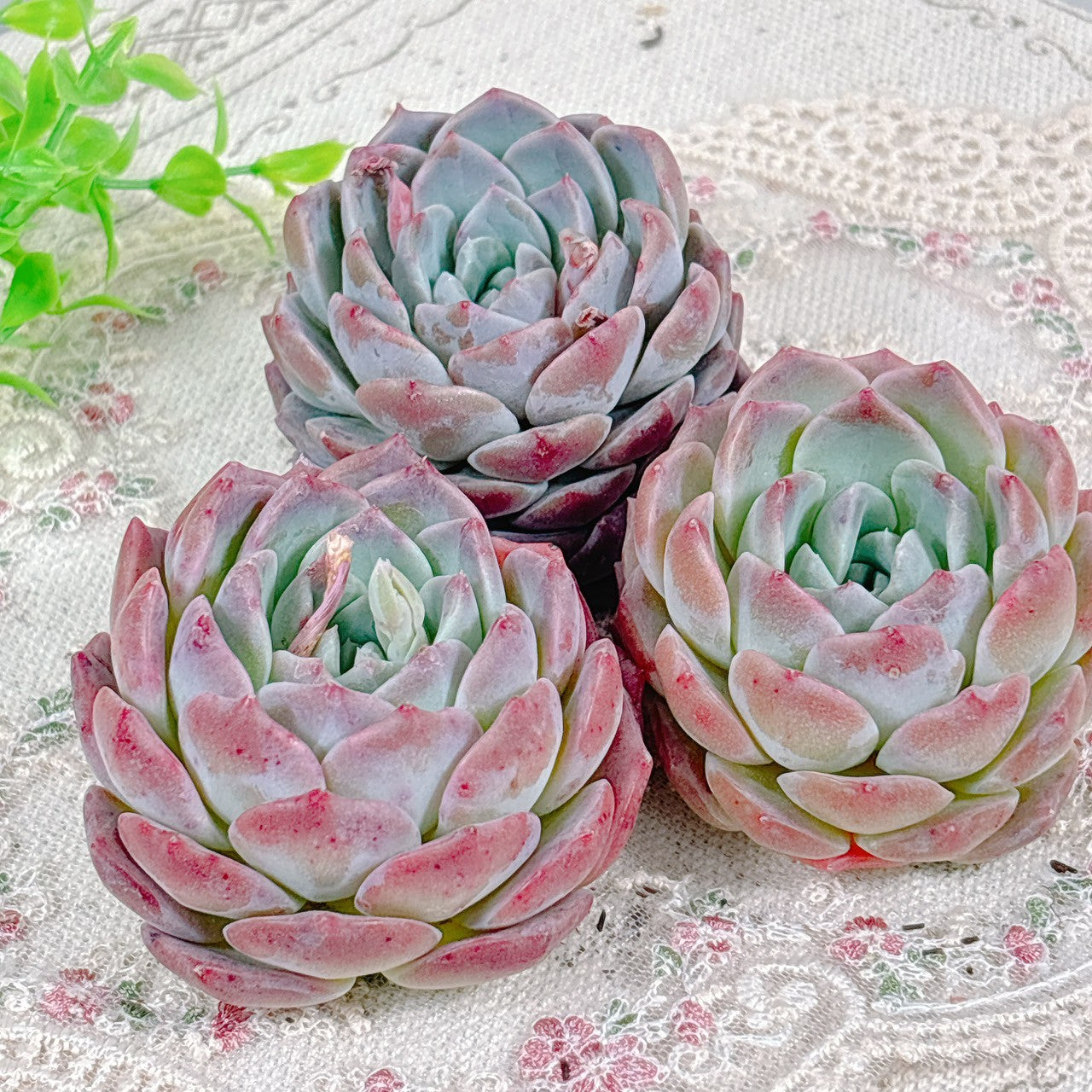 商品一覧 – Page 3 – Bull Succulent 商品一覧 – Page 3 – Bull Succulent