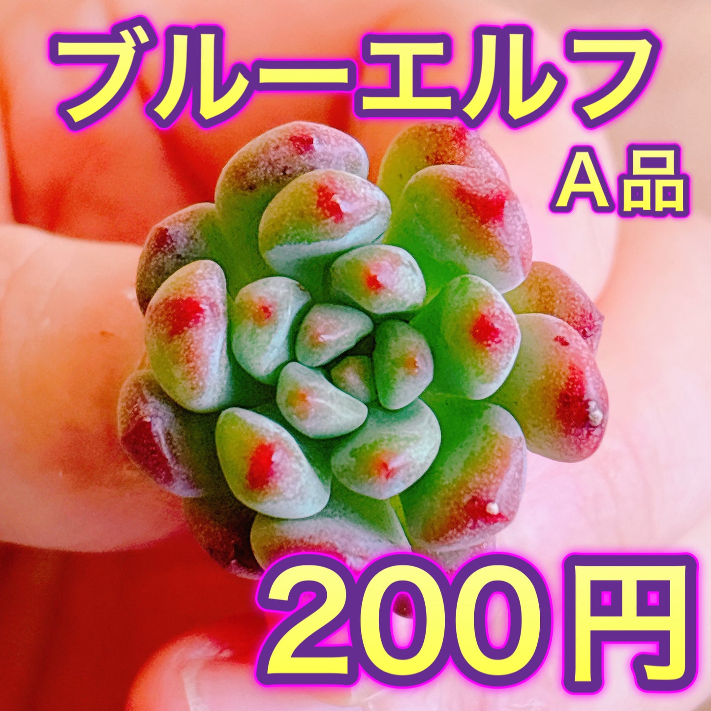 ブルーエルフ　A品　カット苗