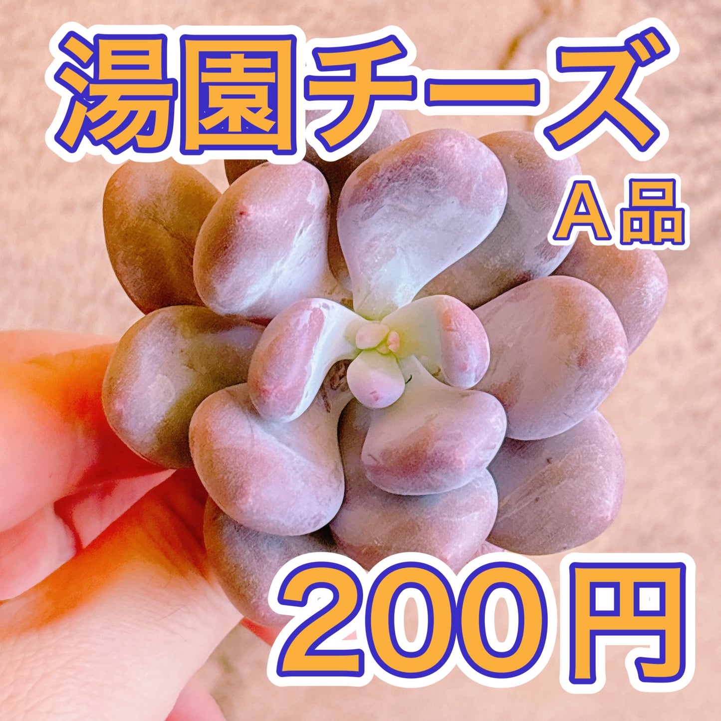 湯園チーズ　A品　カット苗