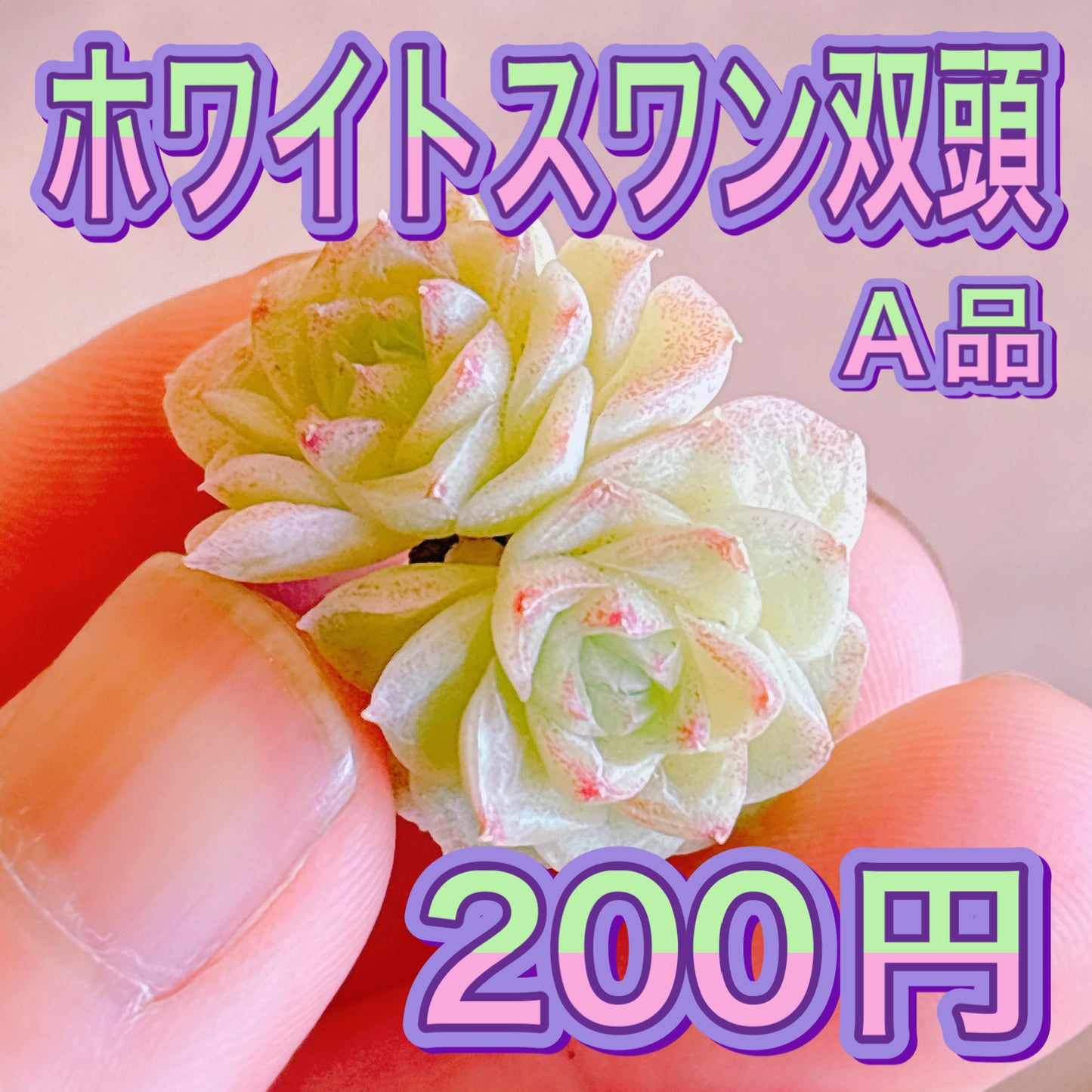 ホワイトスワン双頭　A品　カット苗