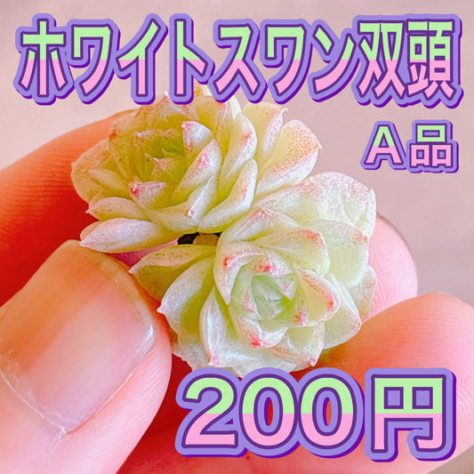 ホワイトスワン双頭　A品　カット苗
