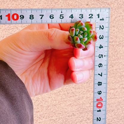 ブルーエルフ　A品　カット苗