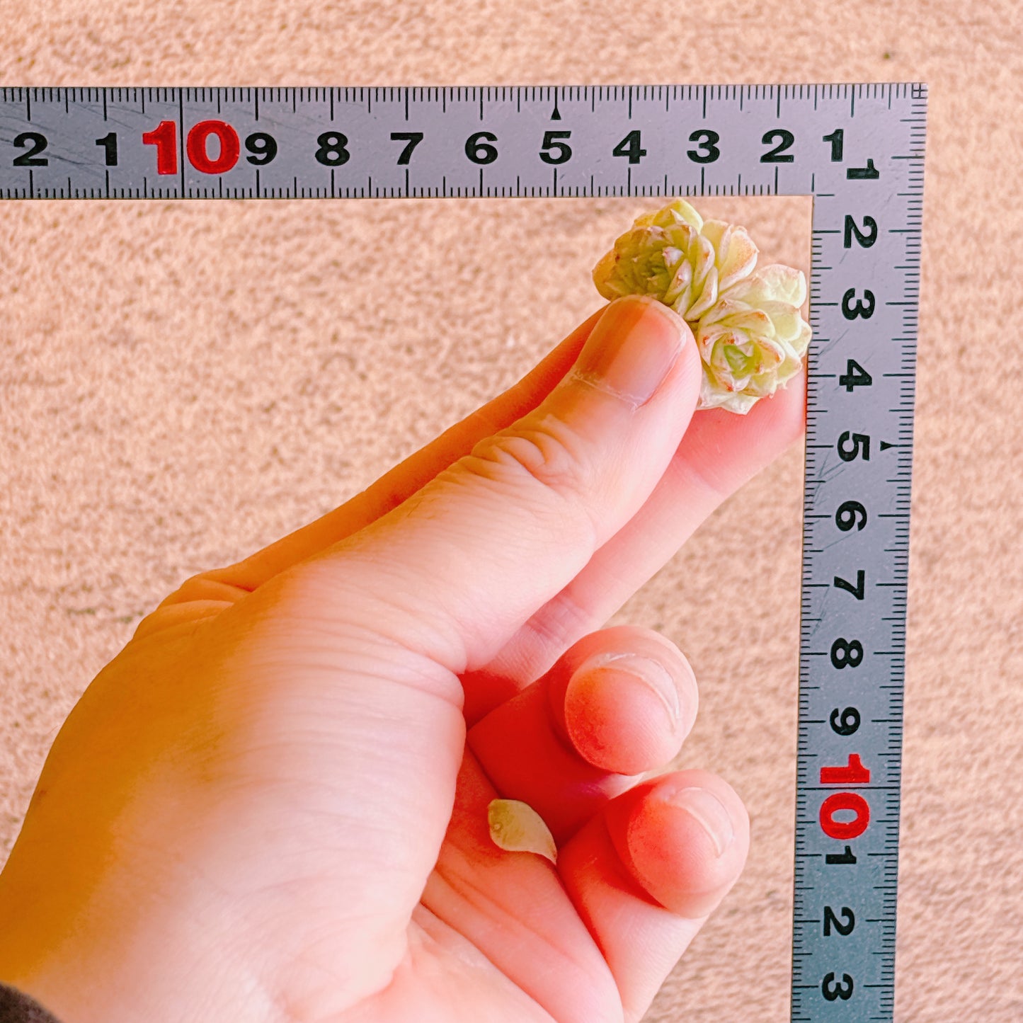 ホワイトスワン双頭　A品　カット苗