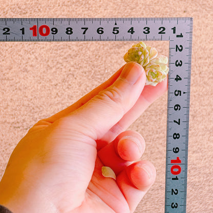 ホワイトスワン双頭　A品　カット苗