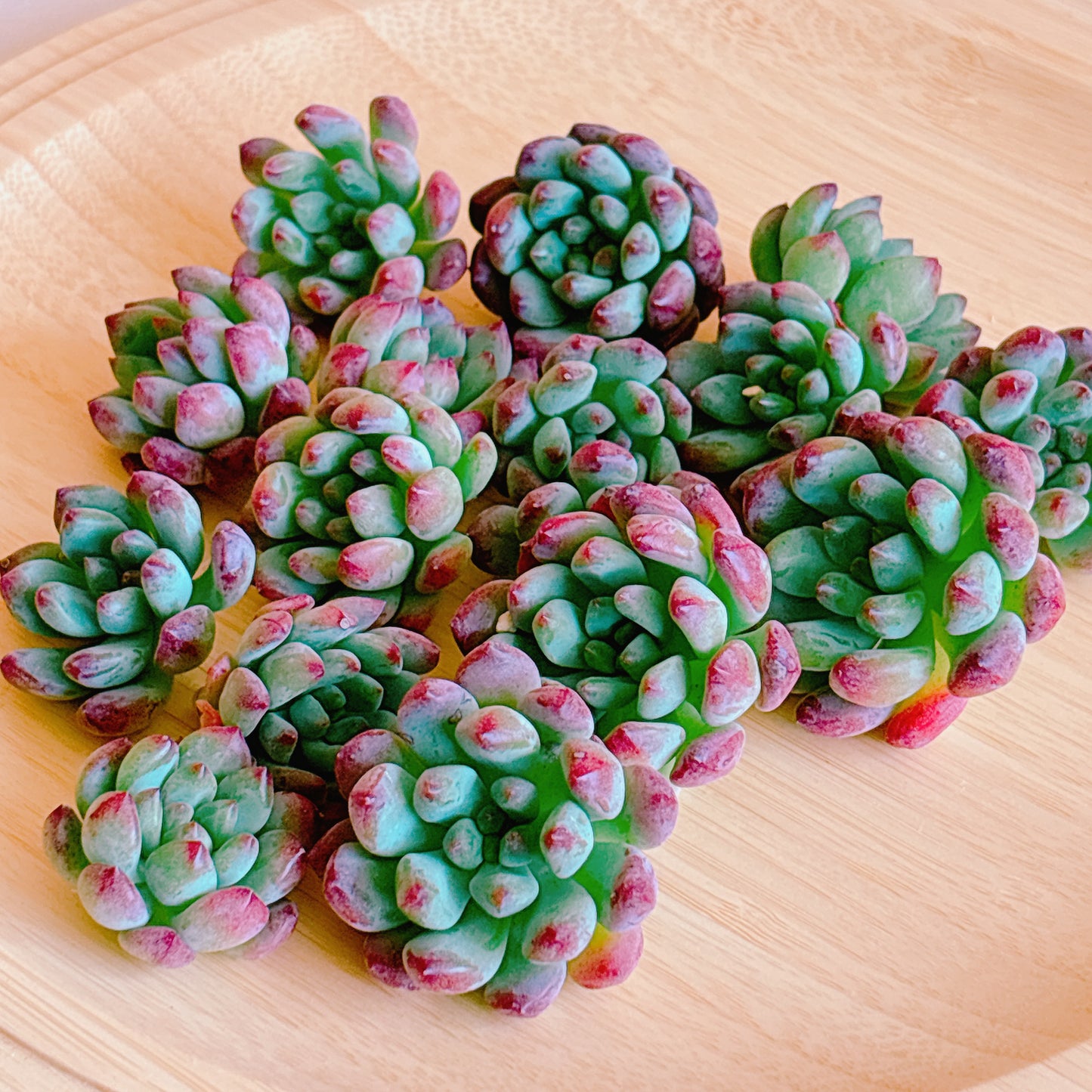 ブルーエルフ　A品　カット苗