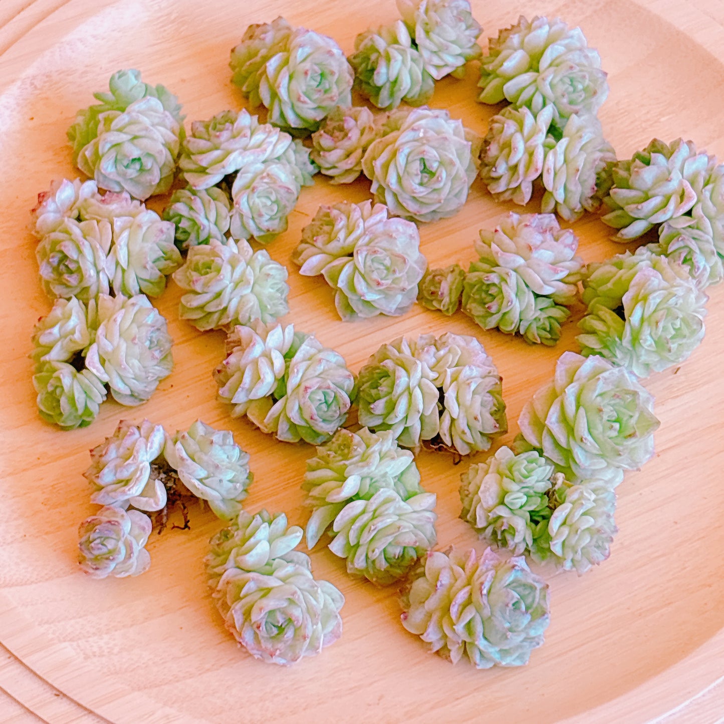 ホワイトスワン双頭　A品　カット苗