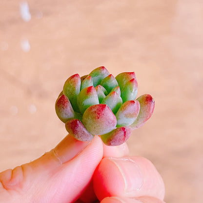 ブルーエルフ　A品　カット苗