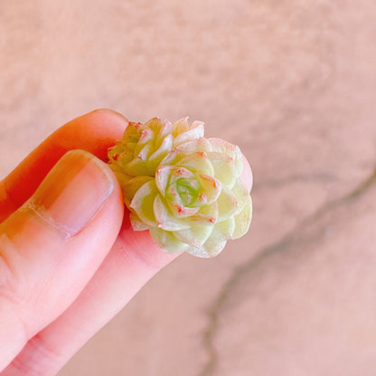 ホワイトスワン双頭　A品　カット苗