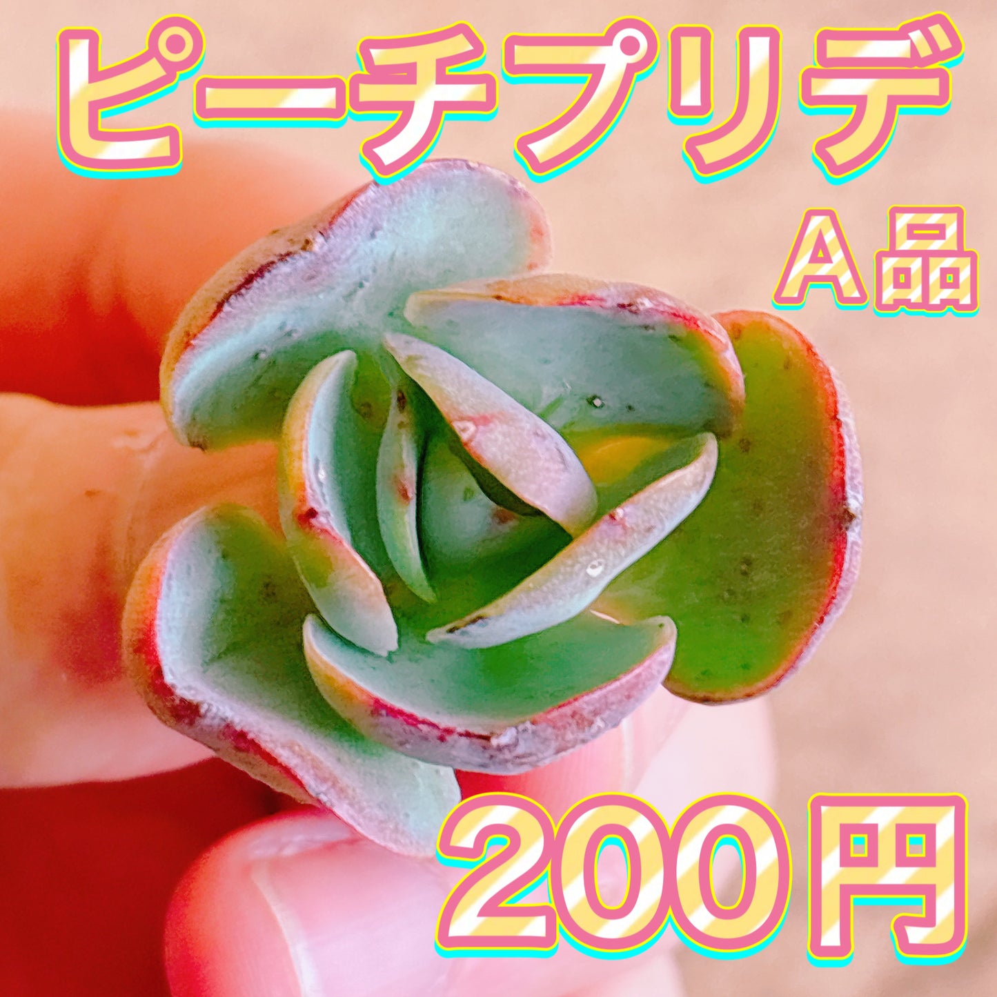 ピーチプリデ　A品　カット苗