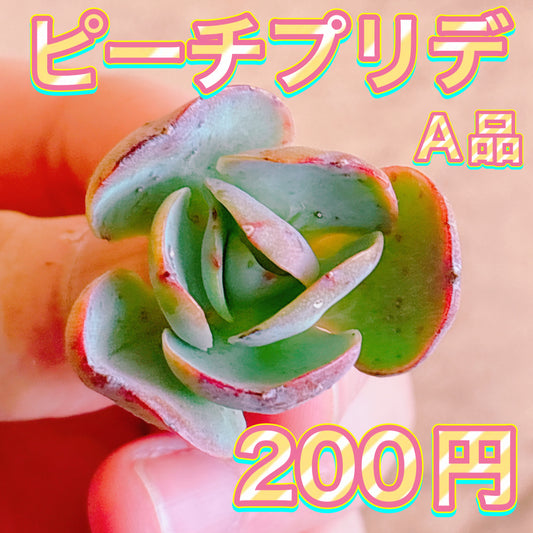 ピーチプリデ　A品　カット苗