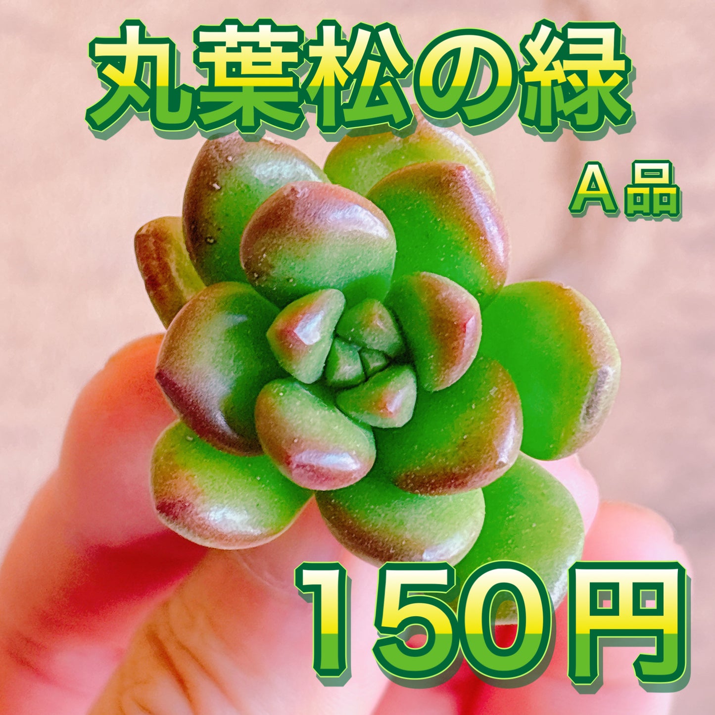丸葉松の緑　A品　カット苗