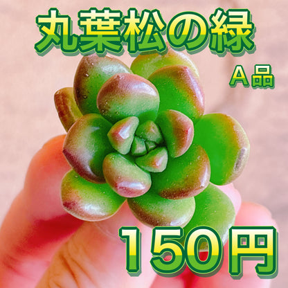 丸葉松の緑　A品　カット苗