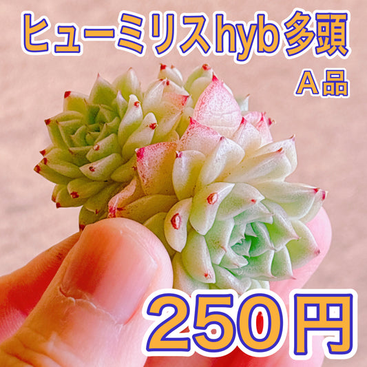 ヒューミリスhyb多頭　A品　カット苗