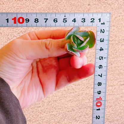 ピーチプリデ　A品　カット苗