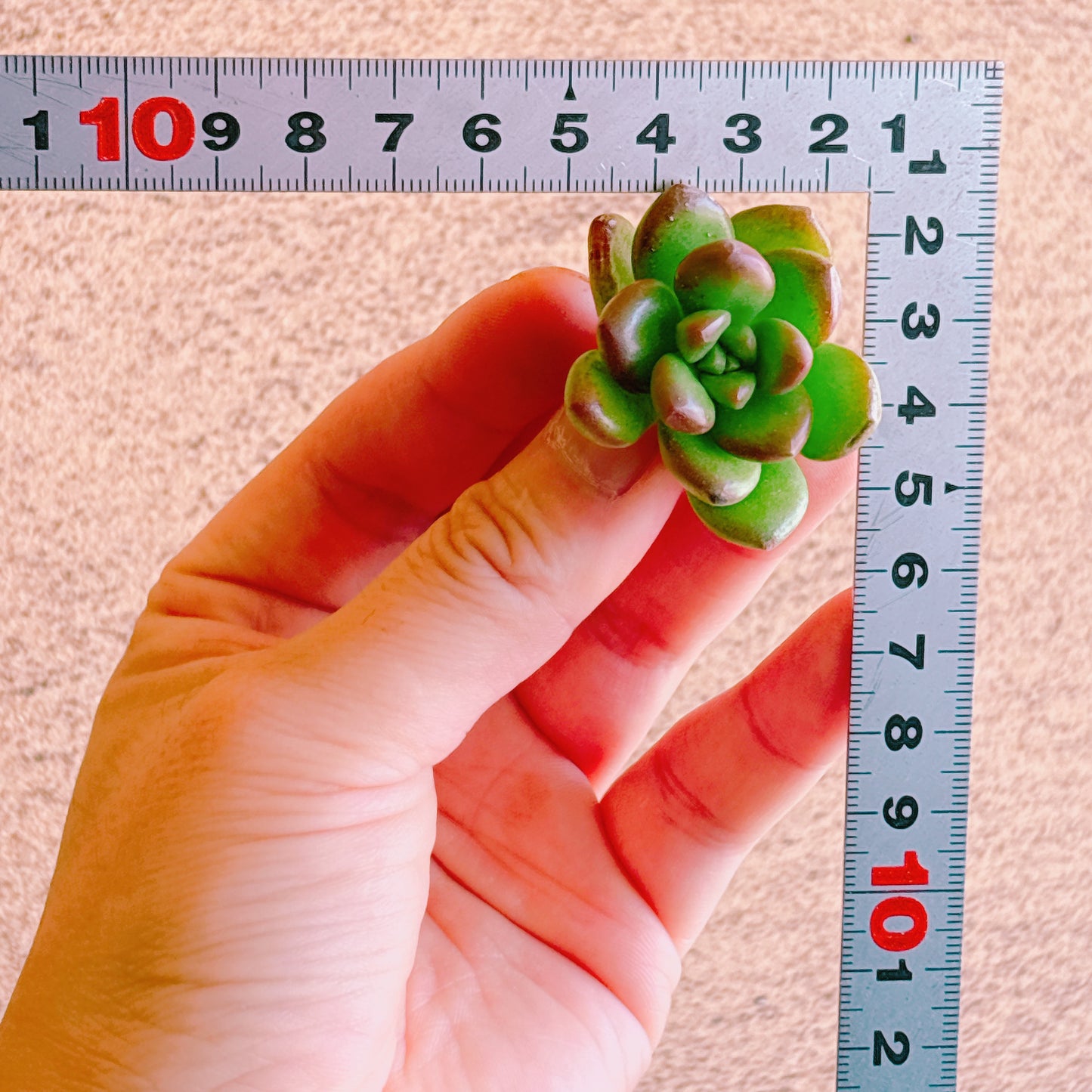 丸葉松の緑　A品　カット苗