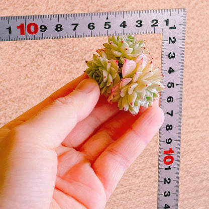 ヒューミリスhyb多頭　A品　カット苗