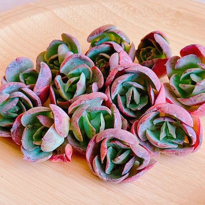 ピーチプリデ　A品　カット苗